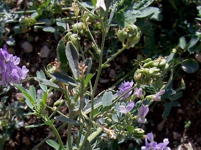 Alfalfa Alfalfa