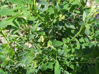 Alfalfa Alfalfa