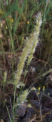 Eyelash Pearl Grass