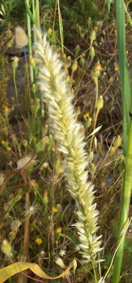Eyelash Pearl Grass
