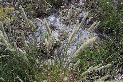 Eyelash Pearl Grass
