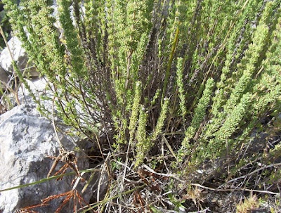 Micromeria juliana (L.) Bentham