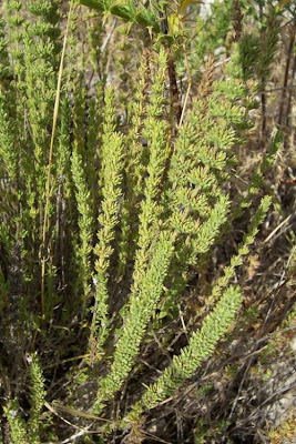 Micromeria juliana (L.) Bentham