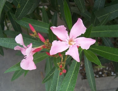 Rosebay