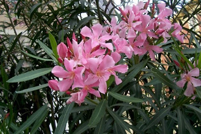 Rosebay