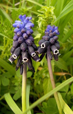 Grape-hyacinth