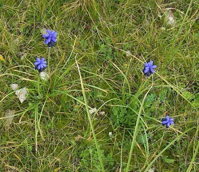 Grape-hyacinth