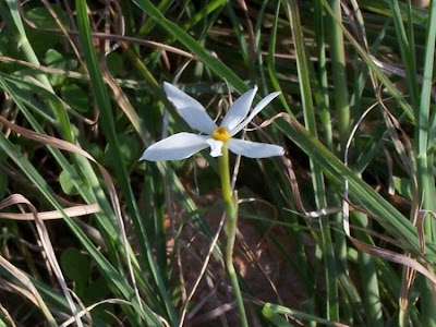Narcissus serotinus L.