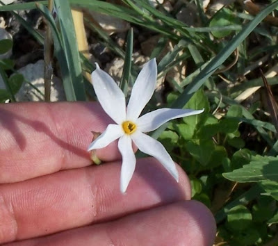 Narcissus serotinus L.