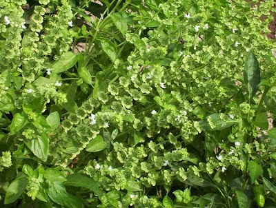 Ocimum basilicum,
albahaca,
alfavaca,
basil,
basilic,
basilico,
Basilienkraut,
Basilikum,
manjeric&atilde;o,
sweet basil
