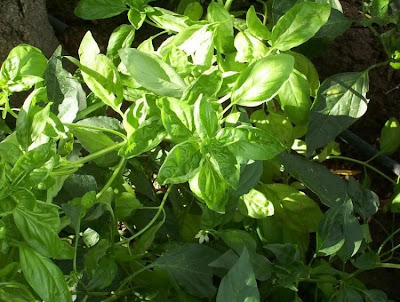 Ocimum basilicum,
albahaca,
alfavaca,
basil,
basilic,
basilico,
Basilienkraut,
Basilikum,
manjeric&atilde;o,
sweet basil