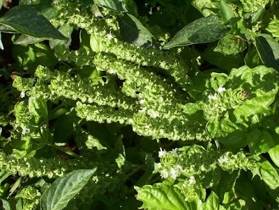 Ocimum basilicum,
albahaca,
alfavaca,
basil,
basilic,
basilico,
Basilienkraut,
Basilikum,
manjeric&atilde;o,
sweet basil
