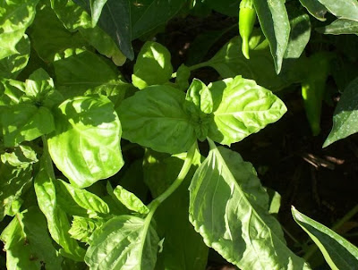 Ocimum basilicum,
albahaca,
alfavaca,
basil,
basilic,
basilico,
Basilienkraut,
Basilikum,
manjeric&atilde;o,
sweet basil