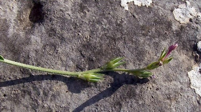 Flattened prickles sainfoin Flattened prickles sainfoin