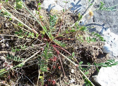 Flattened prickles sainfoin Flattened prickles sainfoin
