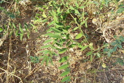 Sainfoin Sainfoin