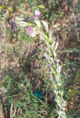 Sainfoin Sainfoin