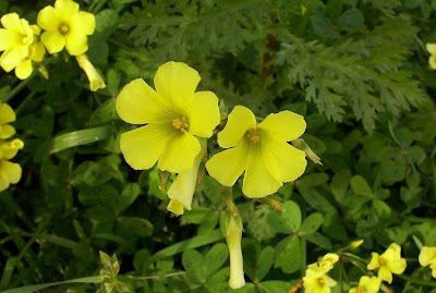 Oxalis pench�