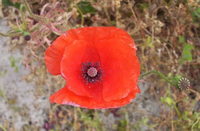 Flanders poppy