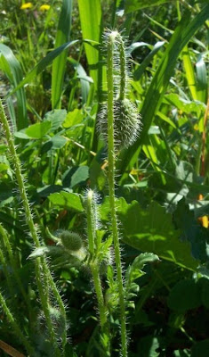 Flanders poppy