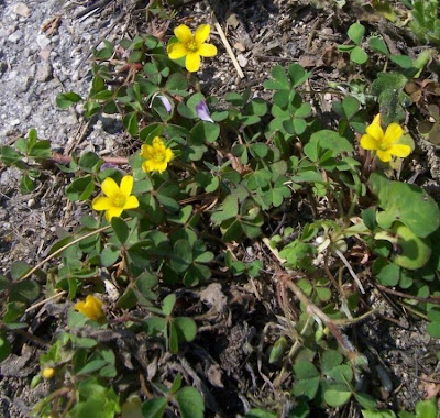 Oxalis cornicul�e