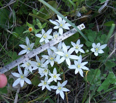 Narrow leaved Star of Bethlehem