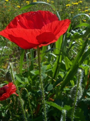 Flanders poppy