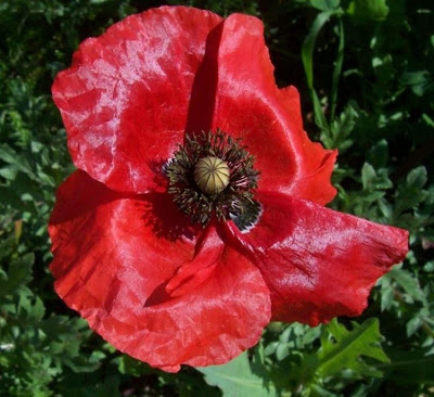 Flanders poppy