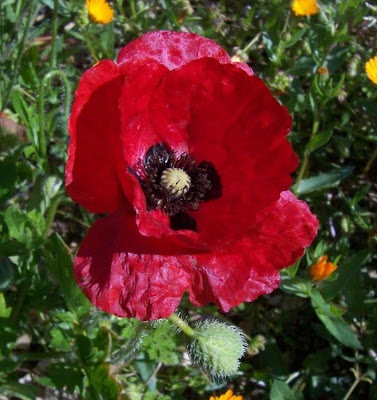 Flanders poppy