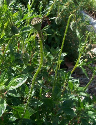 Flanders poppy