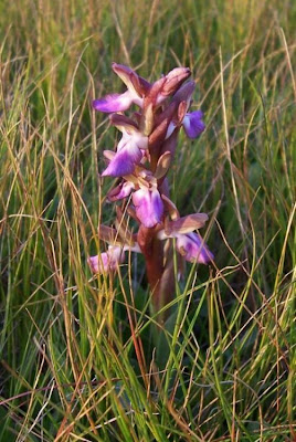 Sac orchid