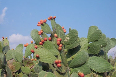 Figo-da-Espanha