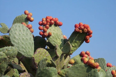 Figo-da-Espanha