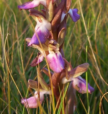 Sac orchid