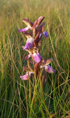Sac orchid