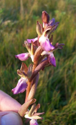 Sac orchid