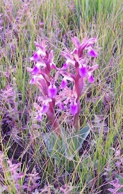 Sac orchid