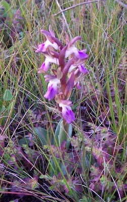 Sac orchid
