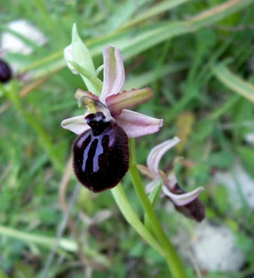 Siponto Ophrys Siponto Ophrys
