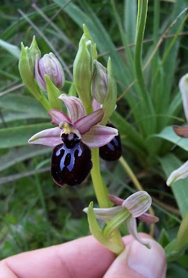 Siponto Ophrys Siponto Ophrys