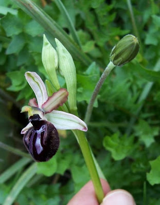 Siponto Ophrys Siponto Ophrys