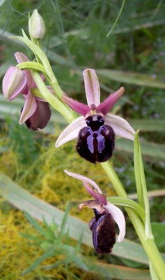 Siponto Ophrys Siponto Ophrys