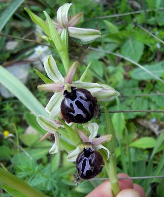 Siponto Ophrys Siponto Ophrys