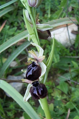 Siponto Ophrys Siponto Ophrys