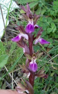 Sac orchid