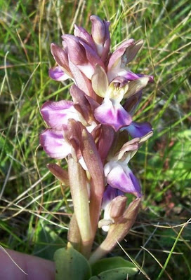 Sac orchid