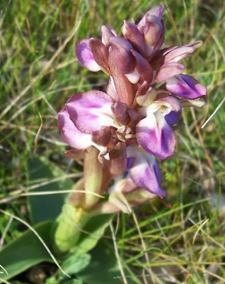 Sac orchid