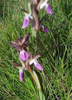Sac orchid