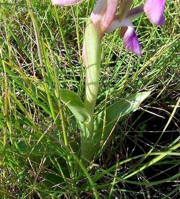 Sac orchid