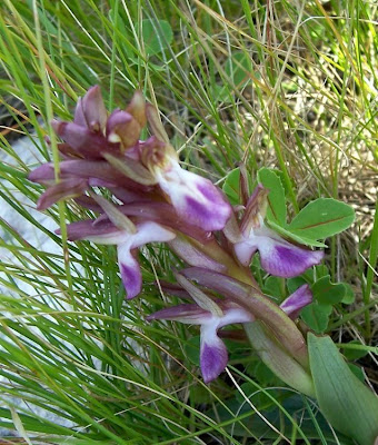 Sac orchid